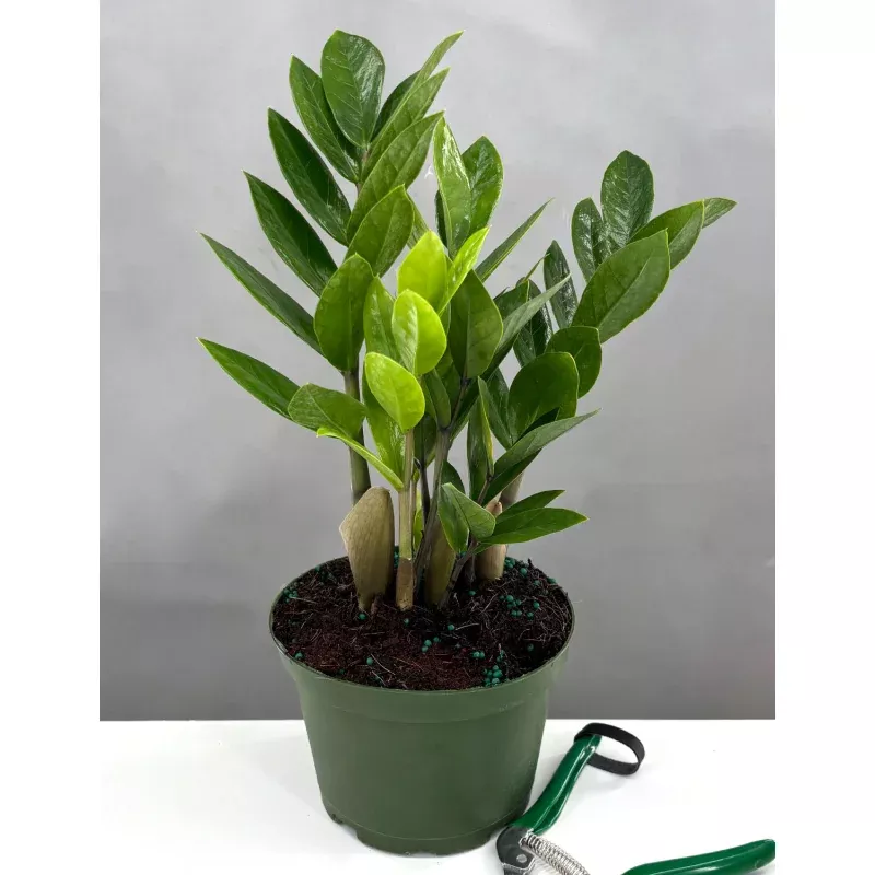 ZZ Plant|4″ Pot&6″ Pot