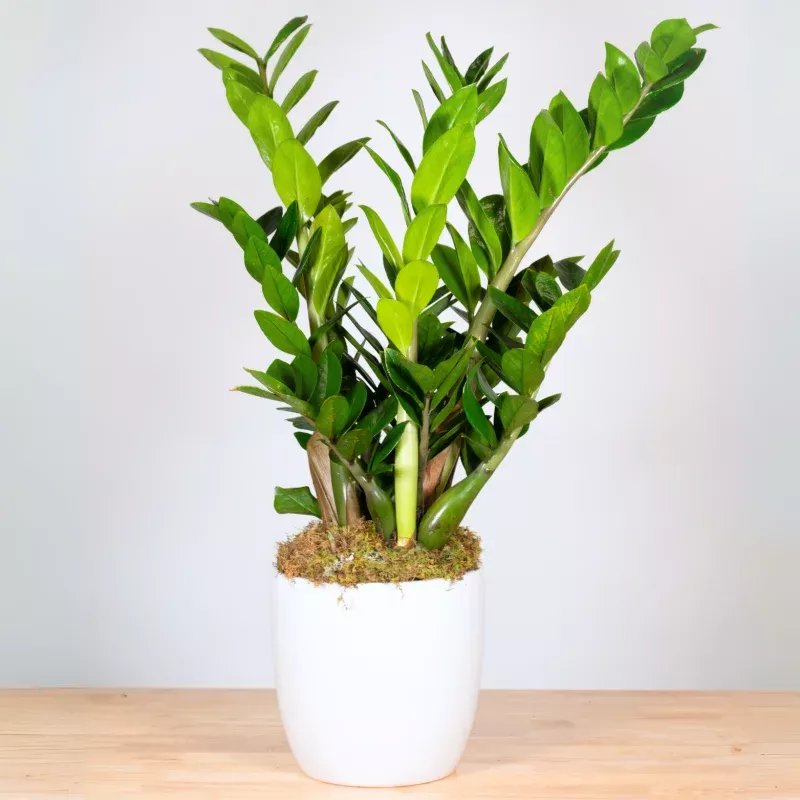 ZZ Plant|6 Inch&8 Inch|Basket&Ceramic&Tin