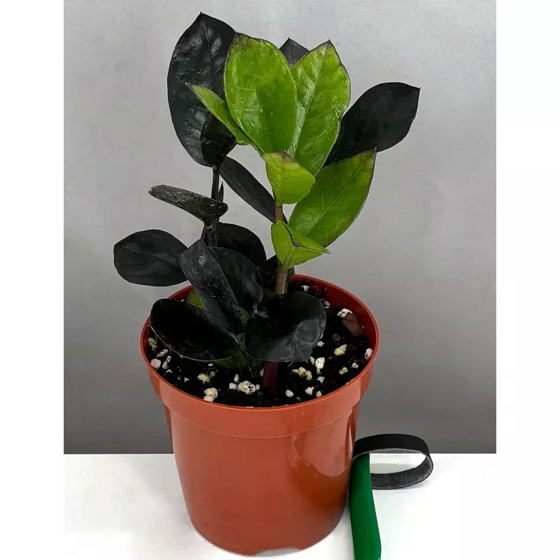ZZ Plant Oscura|4″ Pot