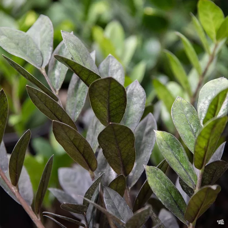 ZZ Plant ‘Raven’