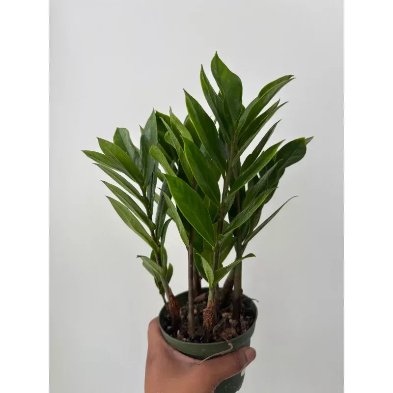 ZZ plant Zamioculcas Zamiifoli
