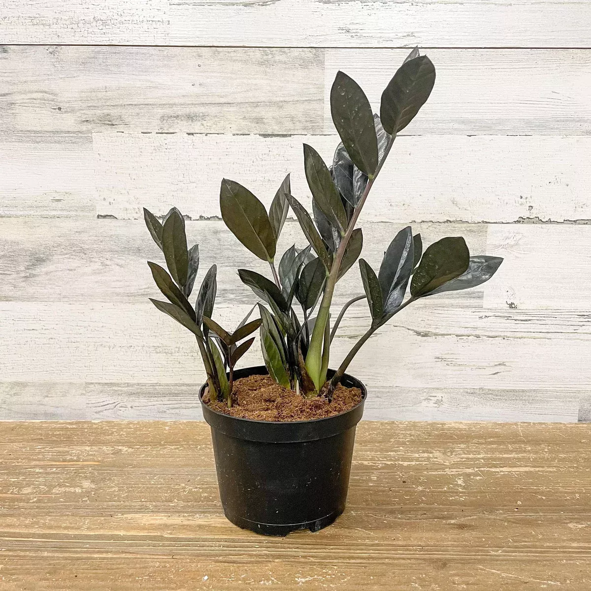 ZZ - Raven - 6-inch Pot