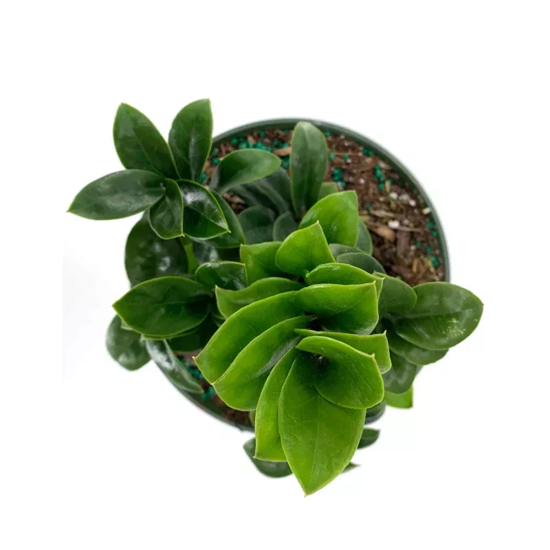 ZZ Zenzi|4″ Pot&6″ Pot