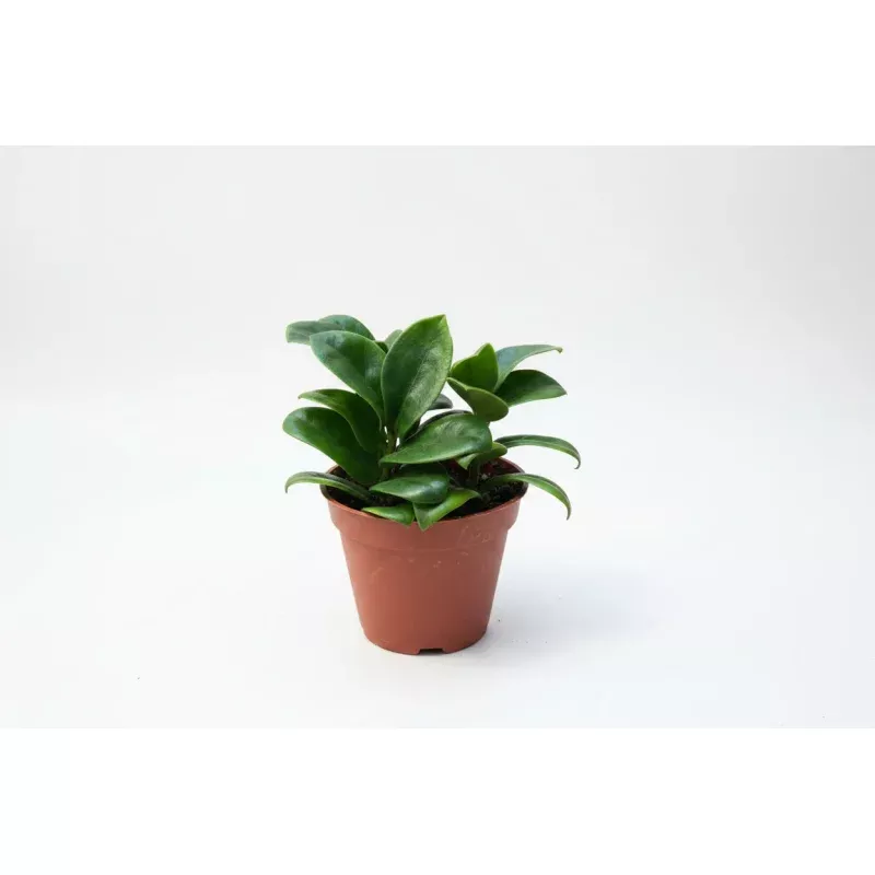 ZZ Zenzi (6 Grower Container)Compact, Low-Maintenance Indoor Plant for Modern Spaces